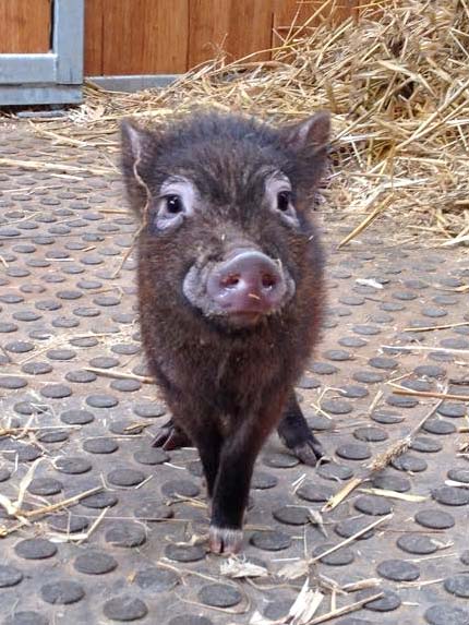 Gnadenhof-Schweinchen Basti / © 2015 Arche KaNaum (DN)