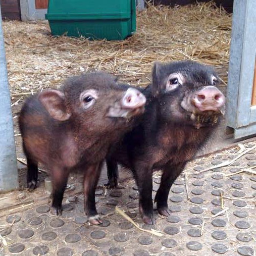 Gnadenhof-Schweinchen Basti (l.) und Rübe / © 2015 Arche KaNaum (DN) Gnadenhof-Schweinchen Basti (l.) und Rübe / © 2015 Arche KaNaum (DN)