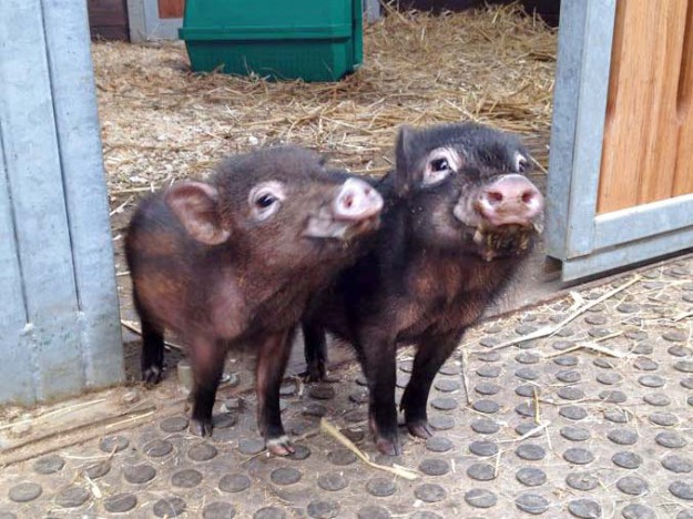 Gnadenhof-Schweinchen Basti (l.) und Rübe  / © 2015 Arche KaNaum (DN) Gnadenhof-Schweinchen Basti (l.) und Rübe / © 2015 Arche KaNaum (DN)