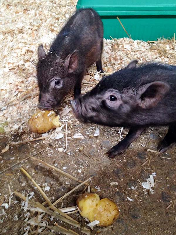 Gnadenhof-Schweinchen Basti (l.) und Rübe / © 2015 Arche KaNaum (DN)