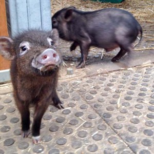 Gnadenhof-Schweinchen Basti (l.) und Rübe / © 2015 Arche KaNaum (DN) Gnadenhof-Schweinchen Basti (l.) und Rübe / © 2015 Arche KaNaum (DN)