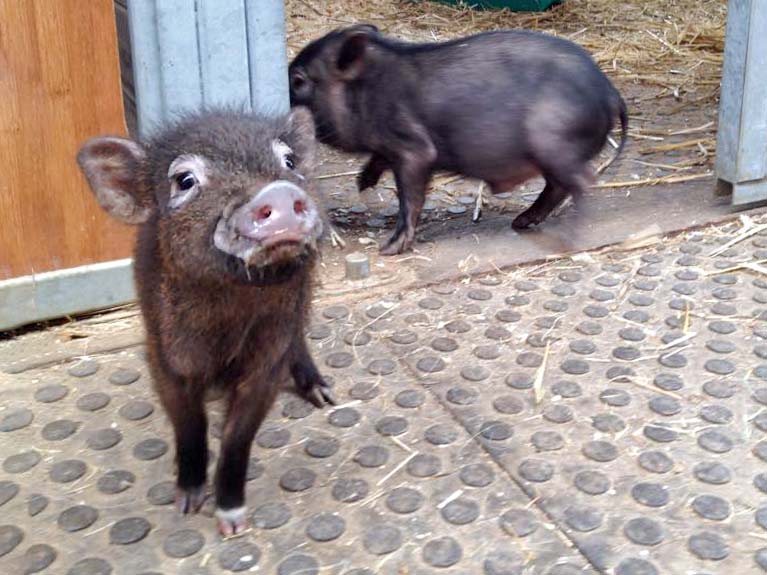 Gnadenhof-Schweinchen Basti (l.) und Rübe / © 2015 Arche KaNaum (DN)
