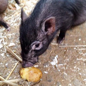 Gnadenhof-Schweinchen Rübe lässt sich’s schmecken / © 2015 Arche KaNaum (DN) Gnadenhof-Schweinchen Rübe lässt sich's schmecken / © 2015 Arche KaNaum (DN)