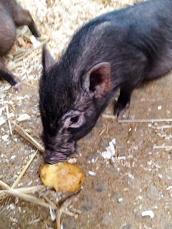 Gnadenhof-Schweinchen Rübe lässt sich's schmecken / © 2015 Arche KaNaum (DN)