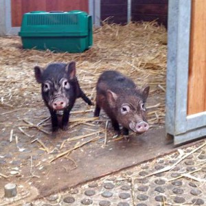Gnadenhof-Schweinchen Rübe (l.) und Basti / © 2015 Arche KaNaum (DN) Gnadenhof-Schweinchen Rübe (l.) und Basti / © 2015 Arche KaNaum (DN)
