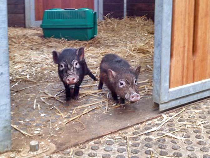 Gnadenhof-Schweinchen Rübe (l.) und Basti / © 2015 Arche KaNaum (DN)