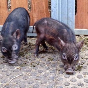 Gnadenhof-Schweinchen Rübe (l.) und Basti / © 2015 Arche KaNaum (DN) Gnadenhof-Schweinchen Rübe (l.) und Basti / © 2015 Arche KaNaum (DN)