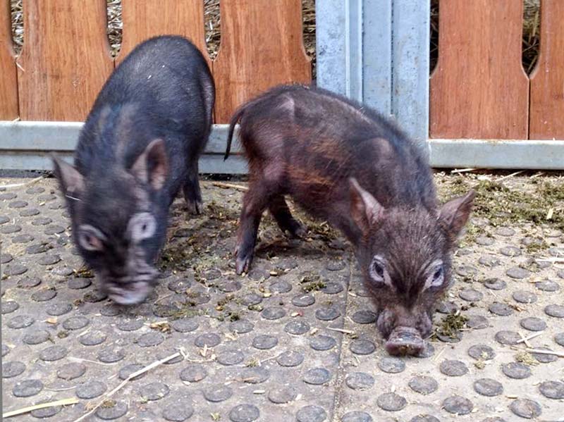 Gnadenhof-Schweinchen Rübe (l.) und Basti / © 2015 Arche KaNaum (DN)