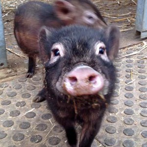 Gnadenhof-Schweinchen Rübe / © 2015 Arche KaNaum (DN) Gnadenhof-Schweinchen Rübe / © 2015 Arche KaNaum (DN)