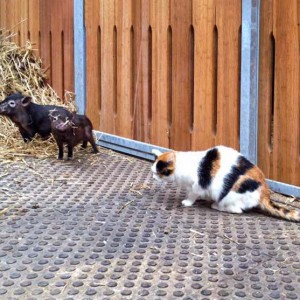 Kätzin Missi denkt sich ihren Teil: Gnadenhof-Schweinchen Rübe (l.) und Basti / © 2015 Arche KaNaum (DN) Kätzin Missi denkt sich ihren Teil: Gnadenhof-Schweinchen Rübe (l.) und Basti / © 2015 Arche KaNaum (DN)