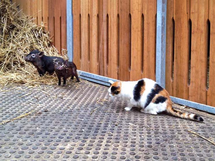 Kätzin Missi denkt sich ihren Teil: Gnadenhof-Schweinchen Rübe (l.) und Basti / © 2015 Arche KaNaum (DN)