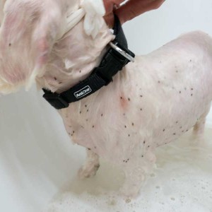 Die schwarzen Punkte sind alles Flöhe …  / © 2015 Arche KaNaum (NH) Die schwarzen Punkte sind alles Flöhe ... / © 2015 Arche KaNaum (NH)