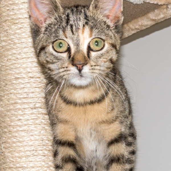 Kätzin Mausi  / © 2015 Arche KaNaum (NH) Kätzin Mausi / © 2015 Arche KaNaum (NH)