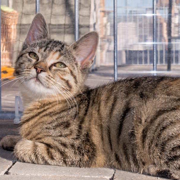 Kätzin Mausi  / © 2015 Arche KaNaum (NH) Kätzin Mausi / © 2015 Arche KaNaum (NH)