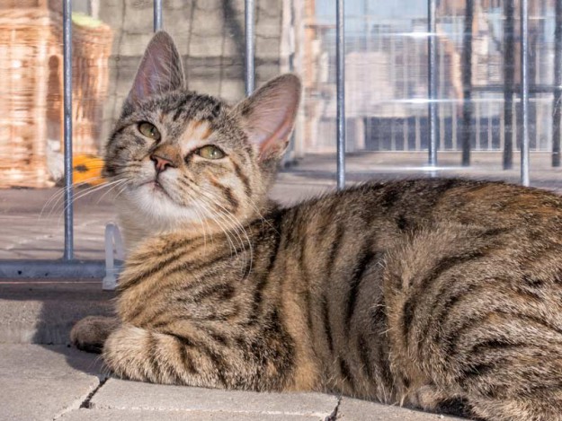 Kätzin Mausi / © 2015 Arche KaNaum (NH)