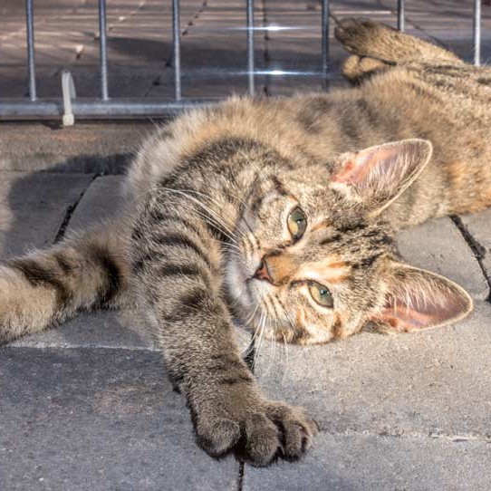 Kätzin Mausi  / © 2015 Arche KaNaum (NH) Kätzin Mausi / © 2015 Arche KaNaum (NH)