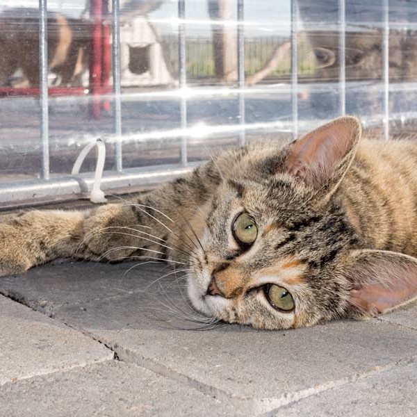 Kätzin Mausi  / © 2015 Arche KaNaum (NH) Kätzin Mausi / © 2015 Arche KaNaum (NH)