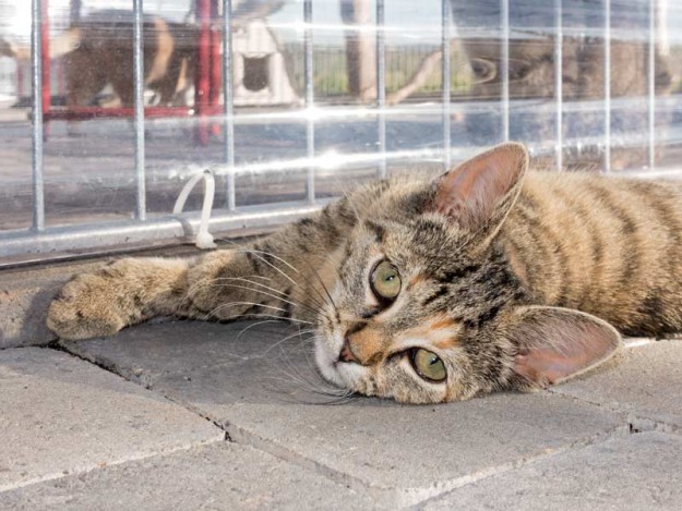 Kätzin Mausi / © 2015 Arche KaNaum (NH)