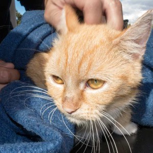 Kätzin „Else“, Britisch Kurzhaar Mix, ca. 2-4 Jahre, schüchtern  / © 2015 Arche KaNaum (NH) Kätzin "Else", Britisch Kurzhaar Mix, ca. 2-4 Jahre, schüchtern / © 2015 Arche KaNaum (NH)