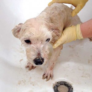 Der erste Waschgang …  / © 2015 Arche KaNaum (DN) Der erste Waschgang ... / © 2015 Arche KaNaum (DN)