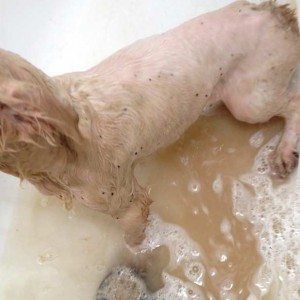 … Flöhe und braune Urinbrühe  / © 2015 Arche KaNaum (DN) ... Flöhe und braune Urinbrühe / © 2015 Arche KaNaum (DN)