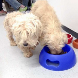 Franz und Lumpi, hungrig, uringetränkt und völlig verfilzt  / © 2015 Arche KaNaum (DN) Franz und Lumpi, hungrig, uringetränkt und völlig verfilzt / © 2015 Arche KaNaum (DN)