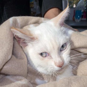 Kätzin „Jana“, Mix, ca. 4-5 Monate, sehr schüchtern  / © 2015 Arche KaNaum (NH) Kätzin "Jana", Mix, ca. 4-5 Monate, sehr schüchtern / © 2015 Arche KaNaum (NH)