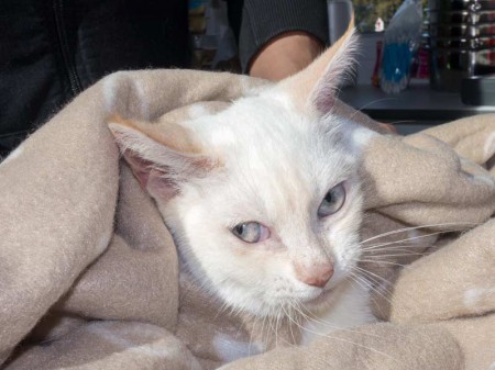 Kätzin "Jana", Mix, ca. 4-5 Monate, sehr schüchtern / © 2015 Arche KaNaum (NH)