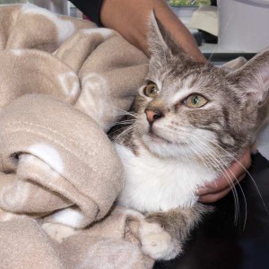 Kater „Justus“, EHK, ca. 4-5 Monate, ängstlich  / © 2015 Arche KaNaum (NH) Kater "Justus", EHK, ca. 4-5 Monate, ängstlich / © 2015 Arche KaNaum (NH)