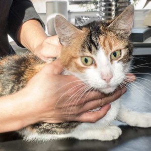 Kätzin „Liese“, EHK, ca. 4-6 Jahre, lieb  / © 2015 Arche KaNaum (NH) Kätzin "Liese", EHK, ca. 4-6 Jahre, lieb / © 2015 Arche KaNaum (NH)