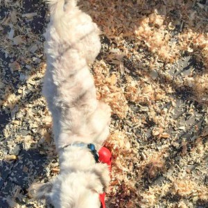 Der kleine Lui. Nach der Schur sah man erst richtig deutlich, wie mager er war!  / © 2015 Arche KaNaum (DN) Der kleine Lui. Nach der Schur sah man erst richtig deutlich, wie mager er war! / © 2015 Arche KaNaum (DN)