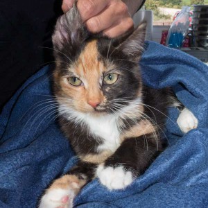 Kätzin „Maja“, EHK, ca. 4-5 Monate, ängstlich  / © 2015 Arche KaNaum (NH) Kätzin "Maja", EHK, ca. 4-5 Monate, ängstlich / © 2015 Arche KaNaum (NH)