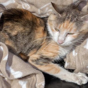 Kätzin „Mary“, EHK, ca. 4-6 Jahre, Tumor in der Bauchhöhle, verschmust  / © 2015 Arche KaNaum (NH) Kätzin "Mary", EHK, ca. 4-6 Jahre, Tumor in der Bauchhöhle, verschmust / © 2015 Arche KaNaum (NH)