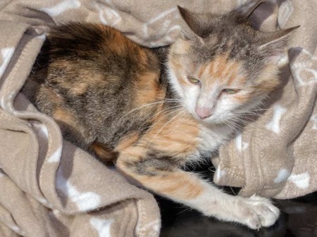 Kätzin "Mary", EHK, ca. 4-6 Jahre, Tumor in der Bauchhöhle, verschmust / © 2015 Arche KaNaum (NH)