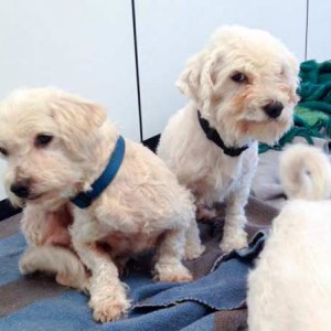 Schon viel besser: Nach Bad und Flohbehandlung  / © 2015 Arche KaNaum (DN) Schon viel besser: Nach Bad und Flohbehandlung / © 2015 Arche KaNaum (DN)