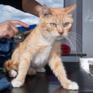 Kätzin „Nele“, Britisch Kurzhaar Mix, ca. 2-4 Jahre, zurückhaltend  / © 2015 Arche KaNaum (NH) Kätzin "Nele", Britisch Kurzhaar Mix, ca. 2-4 Jahre, zurückhaltend / © 2015 Arche KaNaum (NH)