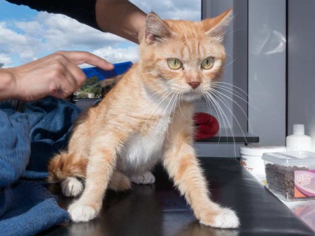 Kätzin "Nele", Britisch Kurzhaar Mix, ca. 2-4 Jahre, zurückhaltend / © 2015 Arche KaNaum (NH)