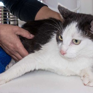 Kätzin „Öhrchen“, EHK, ca. 4-6 Jahre, zurückhaltend  / © 2015 Arche KaNaum (NH) Kätzin "Öhrchen", EHK, ca. 4-6 Jahre, zurückhaltend / © 2015 Arche KaNaum (NH)