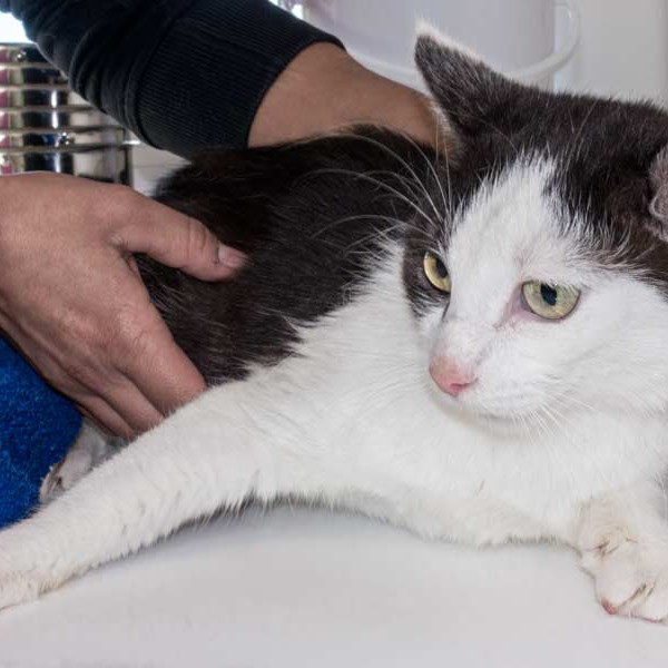 Kätzin "Öhrchen", EHK, ca. 4-6 Jahre, zurückhaltend / © 2015 Arche KaNaum (NH)