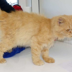 Kater „Pascha“, Perser Mix, ca. 4-6 Jahre, sehr verschmust  / © 2015 Arche KaNaum (NH) Kater "Pascha", Perser Mix, ca. 4-6 Jahre, sehr verschmust / © 2015 Arche KaNaum (NH)