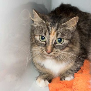 Kätzin „Ramira“, Perser Mix, ca. 4-6 Jahre, sehr scheu  / © 2015 Arche KaNaum (NH) Kätzin "Ramira", Perser Mix, ca. 4-6 Jahre, sehr scheu / © 2015 Arche KaNaum (NH)