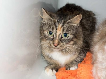 Kätzin "Ramira", Perser Mix, ca. 4-6 Jahre, sehr scheu / © 2015 Arche KaNaum (NH)