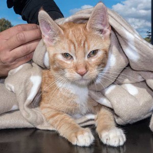 Kater „Romeo“, EHK, ca. 4-5 Monate, freundlich / © 2015 Arche KaNaum (NH) Kater "Romeo", EHK, ca. 4-5 Monate, freundlich / © 2015 Arche KaNaum (NH)