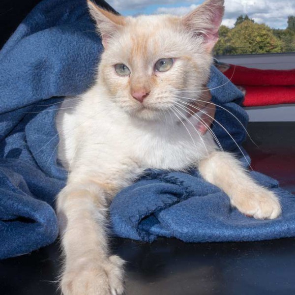 Kater „Sam“, Mix, ca. 2-4 Jahre, freundlich  / © 2015 Arche KaNaum (NH) Kater "Sam", Mix, ca. 2-4 Jahre, freundlich / © 2015 Arche KaNaum (NH)