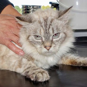 Kätzin „Scarlett“, Perser Mix, ca. 4-6 Jahre, sehr verschmust  / © 2015 Arche KaNaum (NH) Kätzin "Scarlett", Perser Mix, ca. 4-6 Jahre, sehr verschmust / © 2015 Arche KaNaum (NH)