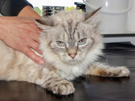 Kätzin "Scarlett", Perser Mix, ca. 4-6 Jahre, sehr verschmust / © 2015 Arche KaNaum (NH)