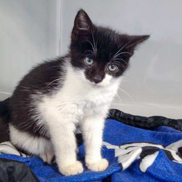 Katerchen Elvis  / © 2015 Arche KaNaum (DN) Katerchen Elvis / © 2015 Arche KaNaum (DN)