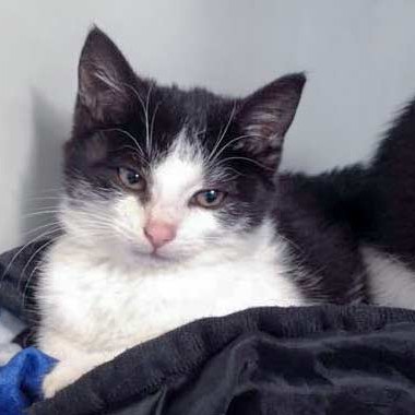 Kätzin Nila  / © 2015 Arche KaNaum (DN) Kätzin Nila / © 2015 Arche KaNaum (DN)