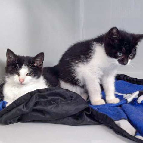 Kätzin Nila (l.) und Brüderchen Elvis / © 2015 Arche KaNaum (DN) Kätzin Nila (l.) und Brüderchen Elvis / © 2015 Arche KaNaum (DN)