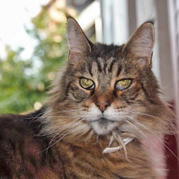 Maine Coon Kätzin Hayly / © 2015 Privat